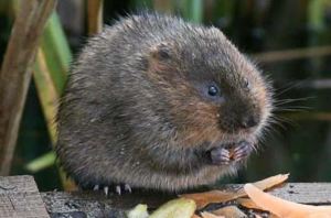 endangered water voles live on site